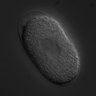 Thumbnail for dataset wt_N2_071220_01