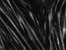 Thumbnail for dataset Fig11_Eevee_S6K_GMM_w2CFP_s2