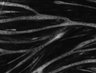 Thumbnail for dataset Fig11_Eevee_S6K_GMM_w2CFP_s4