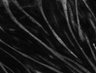 Thumbnail for dataset Fig11_Eevee_S6K_GMM_w2CFP_s6