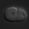 Thumbnail for dataset RNAi_R13F6.1_040817_02