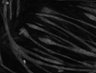 Thumbnail for dataset Fig11_Eevee_S6K_GMM_w3FRET_YFP_s1