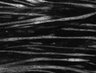 Thumbnail for dataset Fig11_Eevee_S6K_GMM_w3FRET_YFP_s5