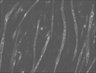 Thumbnail for dataset Fig11_mitAT1.03_GMM_w2YFP