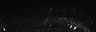 289-Fujimoto-MitralCell/Fig1HI_P10_ctrl_3 thumbnail