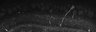 289-Fujimoto-MitralCell/Fig1HI_P14_ctrl_1 thumbnail