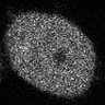 Thumbnail for dataset Rat_ERK_LSCM_EXP