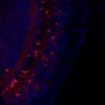 289-Fujimoto-MitralCell/Fig1O_P6_ctrl_1 thumbnail