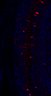 289-Fujimoto-MitralCell/Fig1O_P6_ctrl_2 thumbnail
