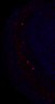 289-Fujimoto-MitralCell/Fig1O_P6_ctrl_3 thumbnail