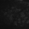 289-Fujimoto-MitralCell/Fig4B_MitTuf_cal_ctrl_1 thumbnail