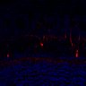 289-Fujimoto-MitralCell/Fig4I_Grin1KO_1 thumbnail