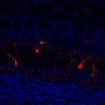 289-Fujimoto-MitralCell/Fig4I_Grin1KO_RhoA_3 thumbnail