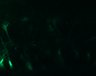 289-Fujimoto-MitralCell/Fig5ABC_DORA-RhoA_KCl_4 thumbnail