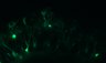 289-Fujimoto-MitralCell/Fig5ABC_DORA-RhoA_KCl_5 thumbnail