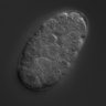 Thumbnail for dataset RNAi_C16C10.6_040622_01