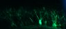 289-Fujimoto-MitralCell/Fig5ABC_DORA-RhoA_NMDA_18 thumbnail