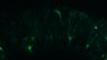 289-Fujimoto-MitralCell/Fig5ABC_DORA-RhoA_NMDAap5_2 thumbnail