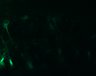 289-Fujimoto-MitralCell/Fig5ABC_DORA-RhoA_NMDAap5_6 thumbnail