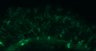 289-Fujimoto-MitralCell/Fig5DEF_NMDA_1 thumbnail
