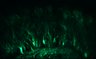 289-Fujimoto-MitralCell/Fig5G_DORA-RhoA_NMDA1uM_2 thumbnail