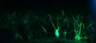 289-Fujimoto-MitralCell/Fig5G_DORA-RhoA_NMDA1uM_5 thumbnail