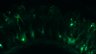 289-Fujimoto-MitralCell/Fig5G_DORA-RhoA_NMDA10uM_3 thumbnail