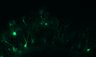 289-Fujimoto-MitralCell/Fig5G_DORA-RhoA_NMDA10uM_7 thumbnail