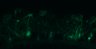 289-Fujimoto-MitralCell/Fig5G_DORA-RhoA_NMDA10uM_9 thumbnail