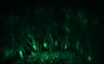 289-Fujimoto-MitralCell/Fig5G_DORA-RhoA_NMDA20uM_2 thumbnail