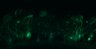 289-Fujimoto-MitralCell/Fig5G_DORA-RhoA_NMDA20uM_9 thumbnail