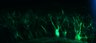 289-Fujimoto-MitralCell/Fig5G_DORA-RhoA_NMDA50uM_5 thumbnail