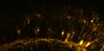 289-Fujimoto-MitralCell/Fig5G_DORA-RhoA_NMDA50uM_6 thumbnail