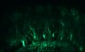 289-Fujimoto-MitralCell/Fig5G_DORA-RhoA_NMDA100uM_2 thumbnail