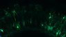 289-Fujimoto-MitralCell/Fig5G_DORA-RhoA_NMDA100uM_3 thumbnail