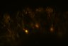 289-Fujimoto-MitralCell/Fig5G_DORA-RhoA_NMDA100uM_4 thumbnail