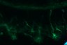 289-Fujimoto-MitralCell/Fig5G_Raichu-Rac1_NMDA50uM_6 thumbnail