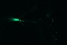 289-Fujimoto-MitralCell/Fig6_Tuft-NonTuft_6 thumbnail