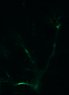 289-Fujimoto-MitralCell/Fig6_Tuft-Tuft_5 thumbnail