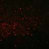 289-Fujimoto-MitralCell/Fig7_BarrelCortex_ctrl_2 thumbnail