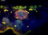 Thumbnail for dataset fig1C_E17.5