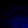 289-Fujimoto-MitralCell/FigS1D_B6_P5_2 thumbnail