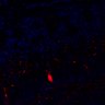 289-Fujimoto-MitralCell/FigS1D_B6_P5_4 thumbnail
