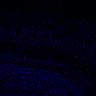 289-Fujimoto-MitralCell/FigS1D_B6_P6_2 thumbnail
