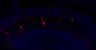 289-Fujimoto-MitralCell/FigS1D_B6_P6_3 thumbnail