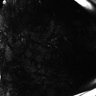 289-Fujimoto-MitralCell/FigS5D_AP5_141227 thumbnail