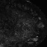 289-Fujimoto-MitralCell/FigS5G_GABA thumbnail