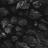 Thumbnail for dataset Fig1D_anterior1_100_1