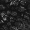 Thumbnail for dataset Fig1D_anterior1_200_1