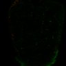 Thumbnail for dataset Fig2B_LEC_ERKsignal_ctrl
